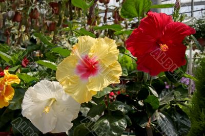 Hibiscus flowers