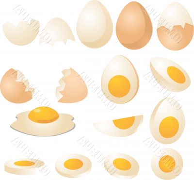 Eggs illustration