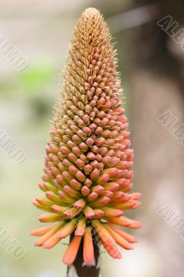 kniphofia