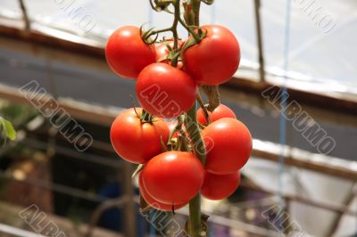 Greenhouse tomatoes