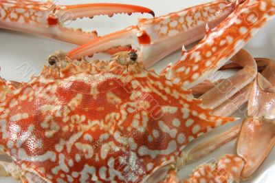 Cooked crab