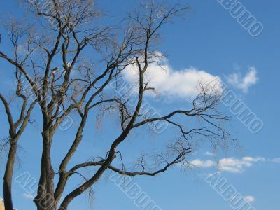 Lonely tree