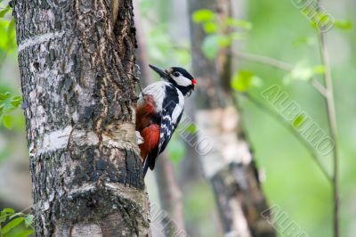 Woodpecker in forest