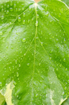 wet ivy leaf background