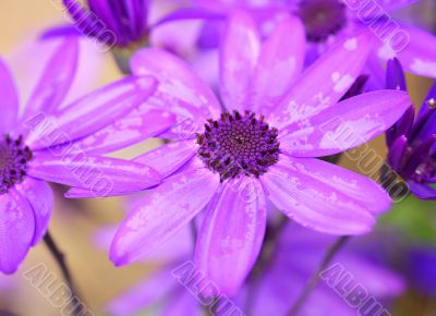 senetti var. sunsenercuba