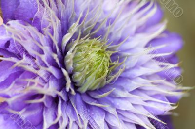 clematis
