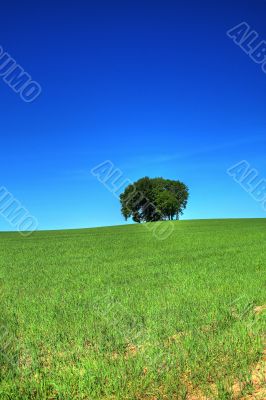 green grass field and a bunch of trees #2
