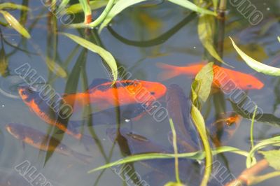 goldfish