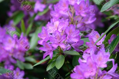 rhododendron