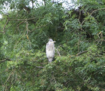 grey heron Ardea cinerea