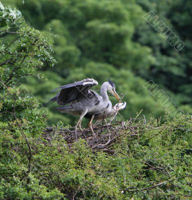 grey heron Ardea cinerea