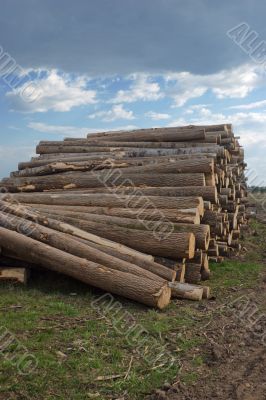 Timber cutting