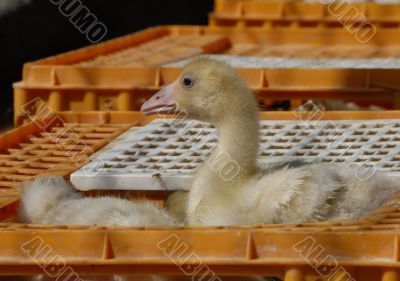 young goose  on a market
