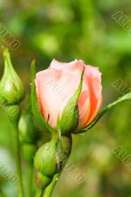 peach rose bud
