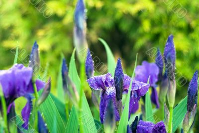 Close-up Iris