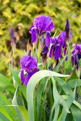 Iris