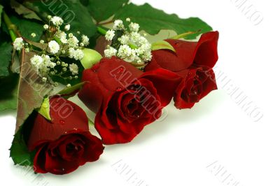 floral composition with three nice red roses