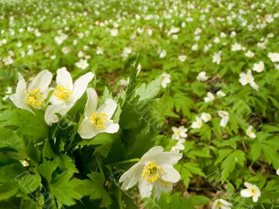 White flowers
