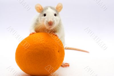 Rat with an orange