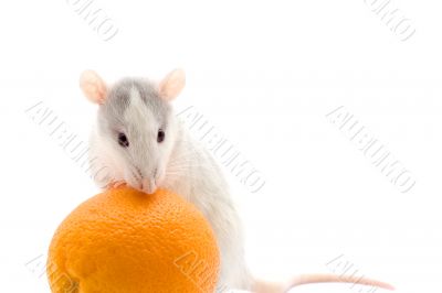 Rat with an orange