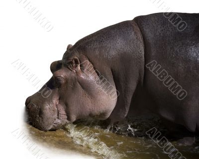 Hippopotamus