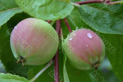 Juicy apple couple …