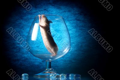 mouse in glass