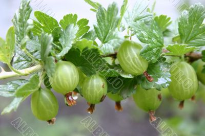 Branch of a gooseberry …