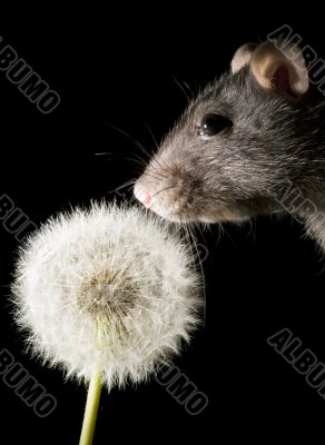 rat and dandelion