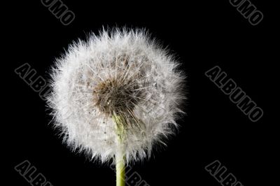 white fuzz dandelion
