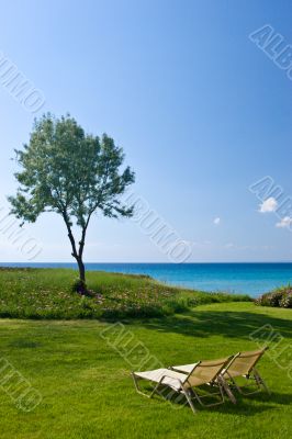 Olive tree and lounge chairs