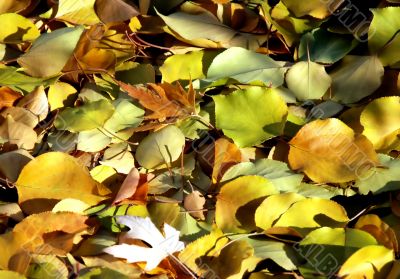 Autumn yellow  leaves