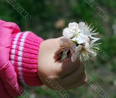 White flowers of apricot tree are in child`s hand