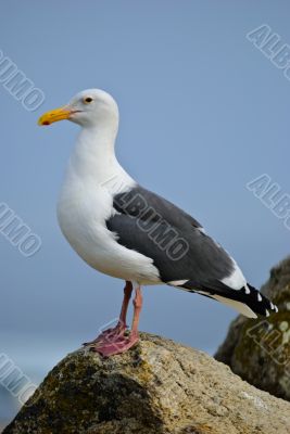 Western Gull Posing for Carmera