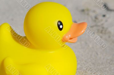 Yellow toy duck