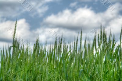 Ears of rye
