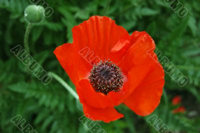Red poppy