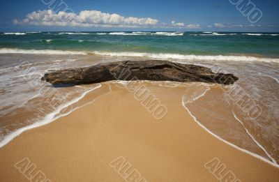Inviting Tropical Shoreline & Driftwood