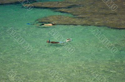 Snorlerers in the Clear Tropical Waters