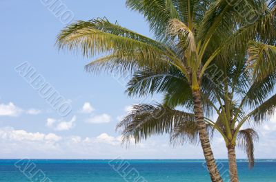 Palm Trees and Tropical Waters