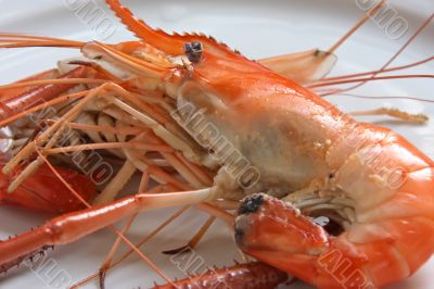 Cooked prawn