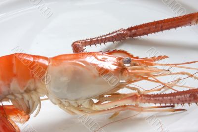 Cooked prawn