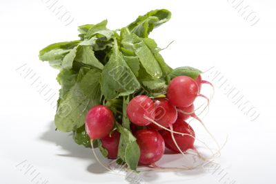 Fresh radish