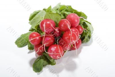 Fresh radish