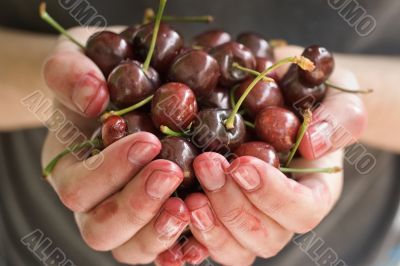 hands full of fresh ripe cherr