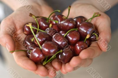 hands full of cherry