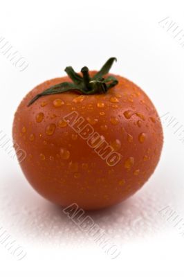 one red tomato with drops, close-up