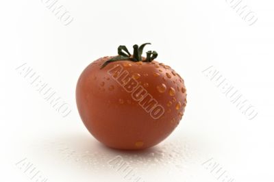 one red tomato with drops