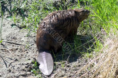 Close-up Beaver