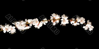 Cherry blossom branch isolated on black